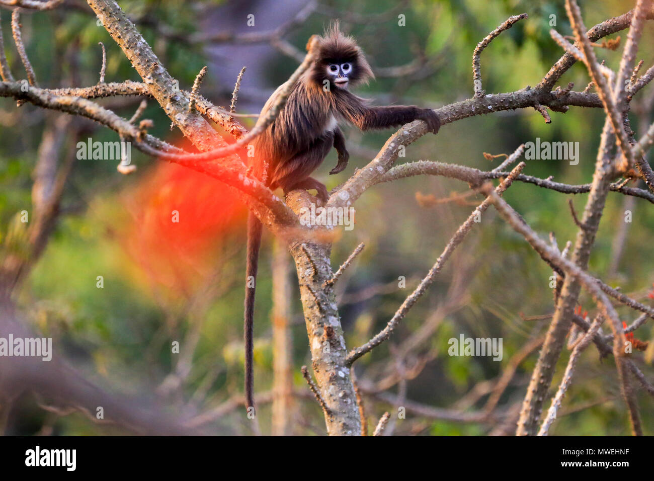 Phayre Blatt's Monkey (Trachypithecus Satchari phayrei), Nationalpark, Habiganj, Bangladesch Stockfoto