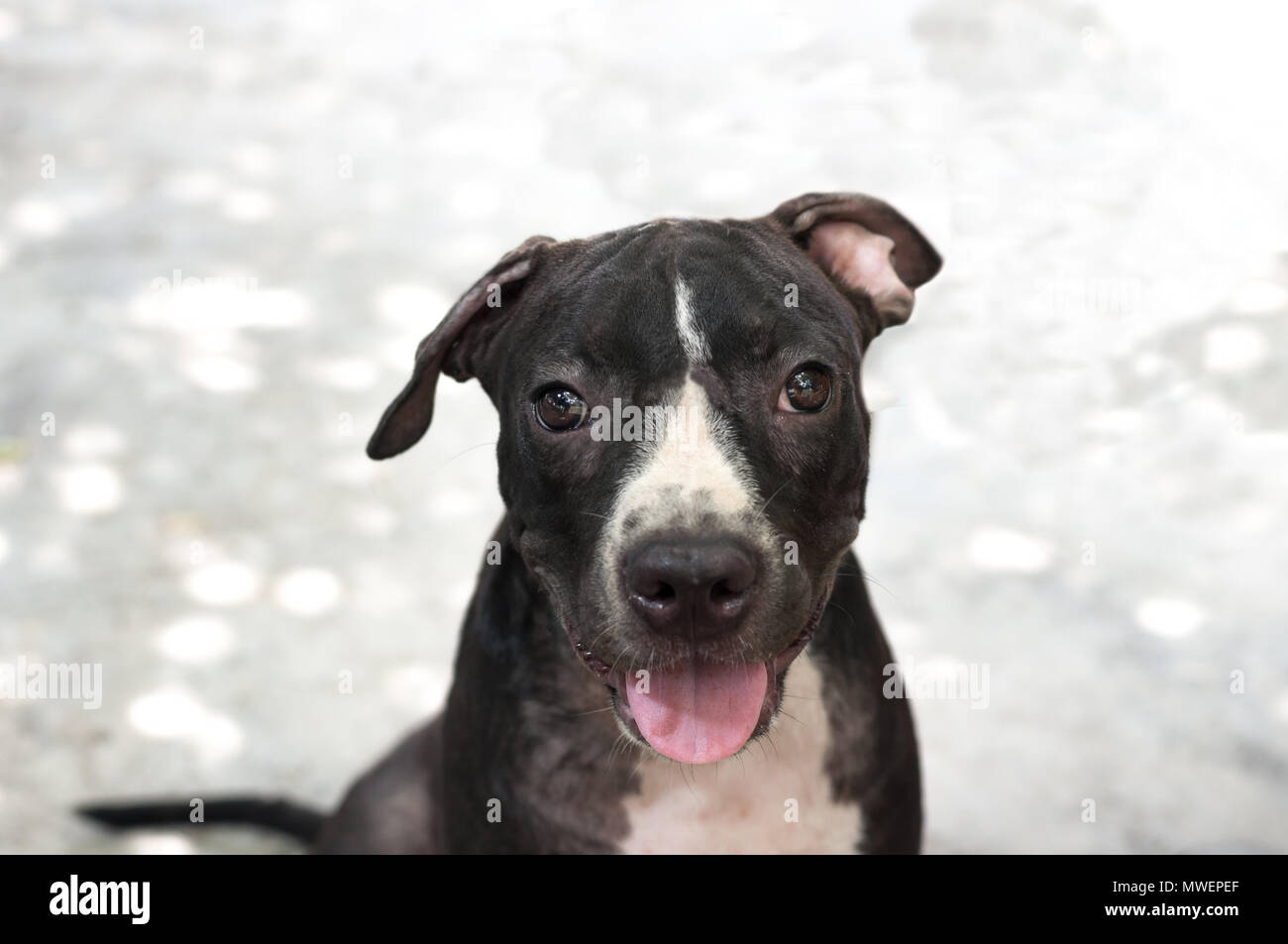 Schwarz Pit Bull Welpen suchen Lächeln lustig sitzen auf konkreten Hintergrund Stockfoto