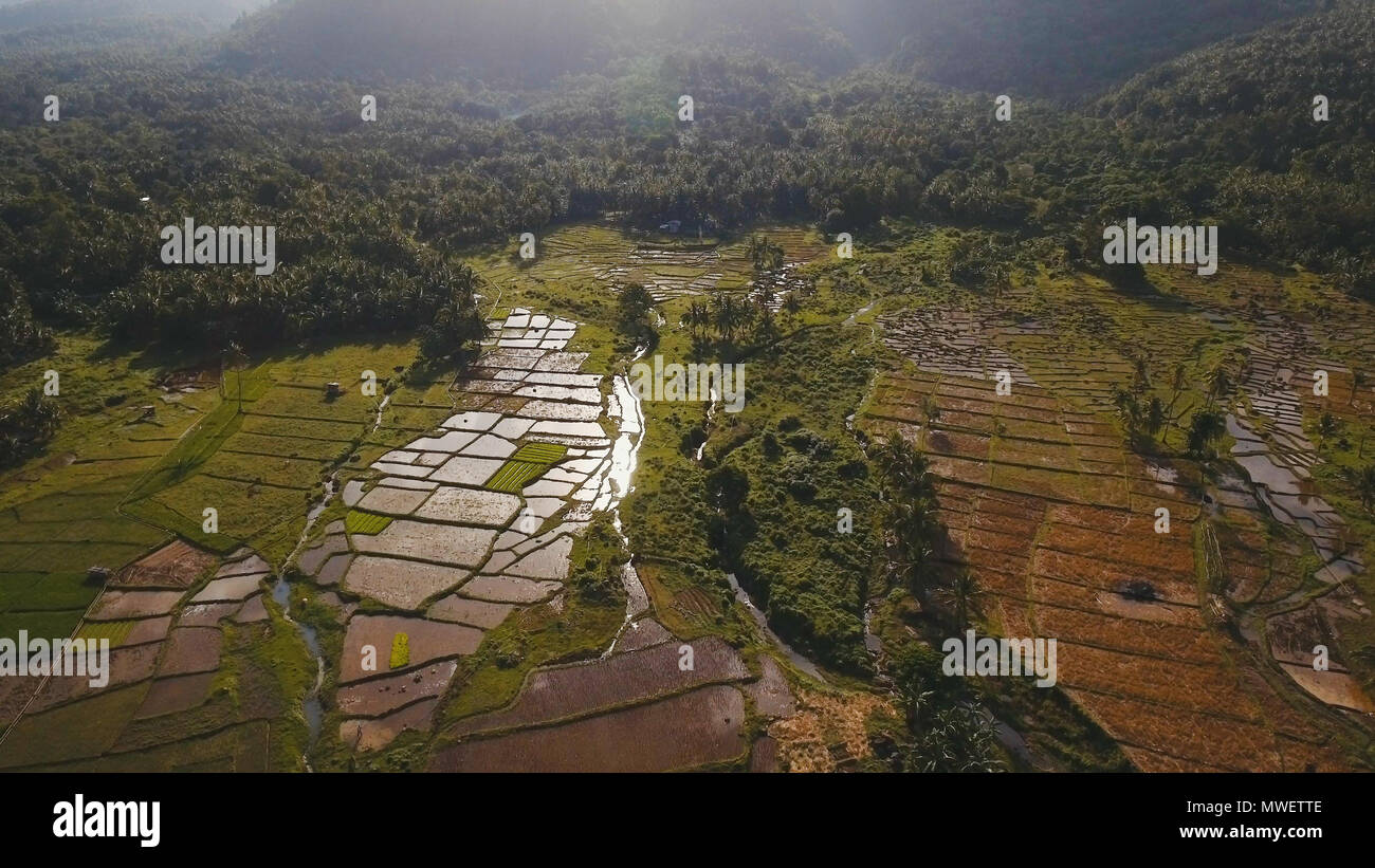 Terrasse Reisfeld von luftaufnahme. Luftaufnahme von einem Reisfeld. Terrasse Reisfeld von auf dem Hintergrund der Berge und Hügel. Philippinen, Camiguin. Stockfoto