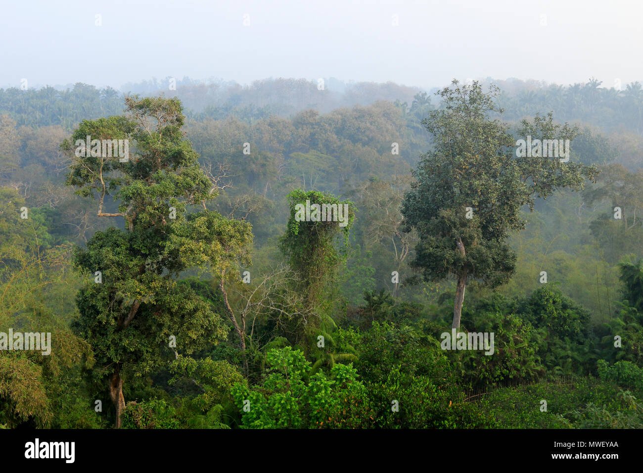 Satchari Nationalpark, Habiganj, Bangladesch Stockfoto