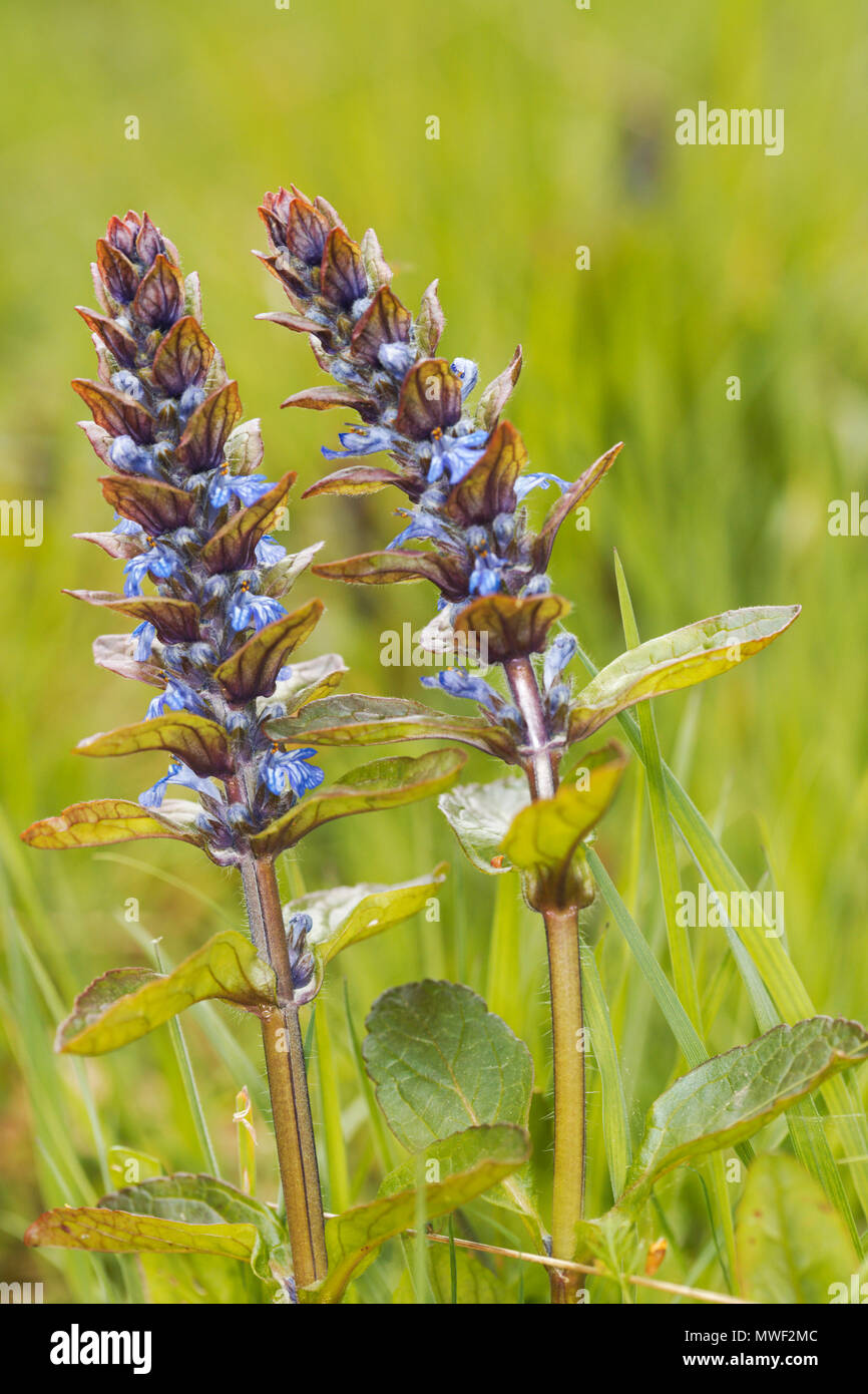 Bugle (Ajuga reptans) Minze Familie wächst in einem Sumpf Stockfoto
