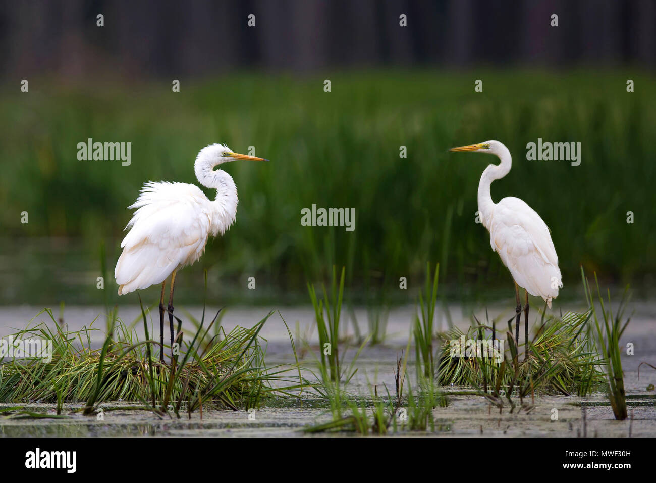 Silberreiher in der Wildnis auf dem See Stockfoto