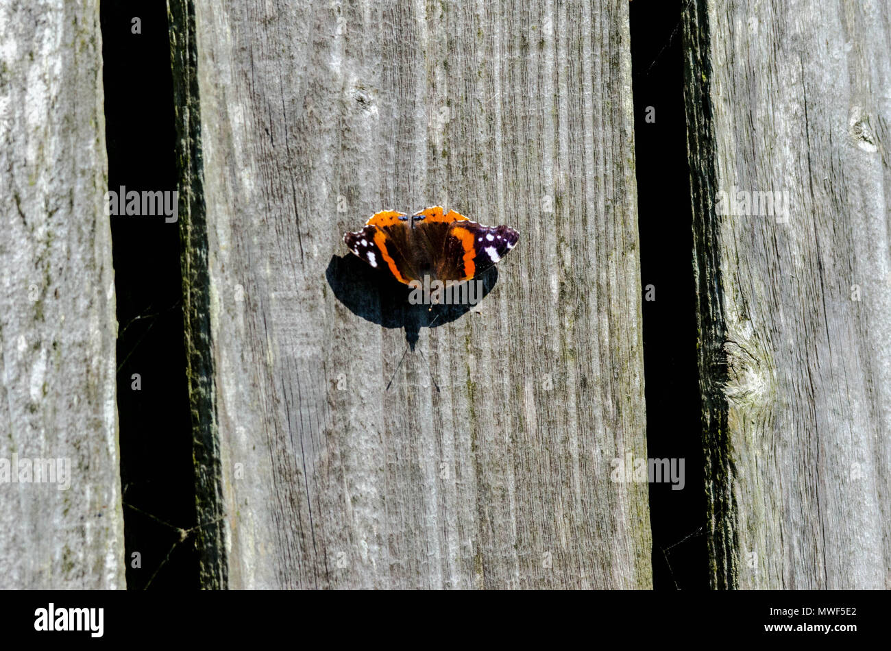 Red Admiral Vanessa atalanta Stockfoto