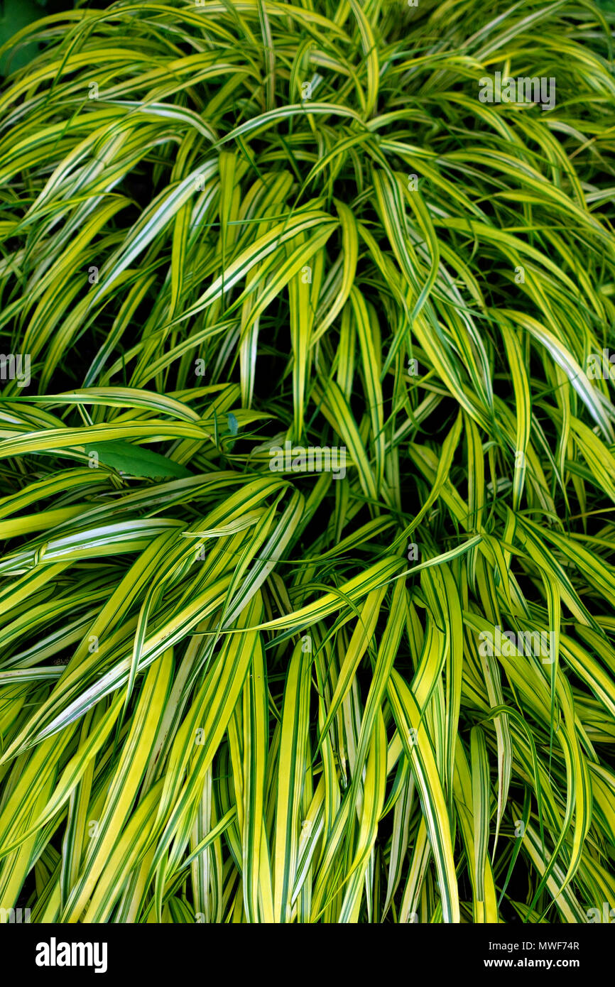 Hakonechloa macra ' Aureola ', Hakone Gras oder japanisches Waldgras Laub Stockfoto