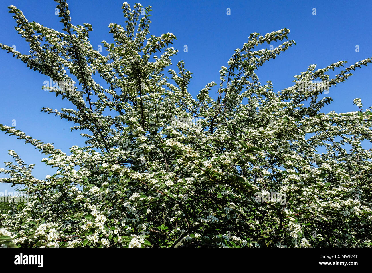 Cotoneaster rachemiflorus var. veitchii Ein großer, blühender Laubstrauch, der Cotoneaster blüht Stockfoto