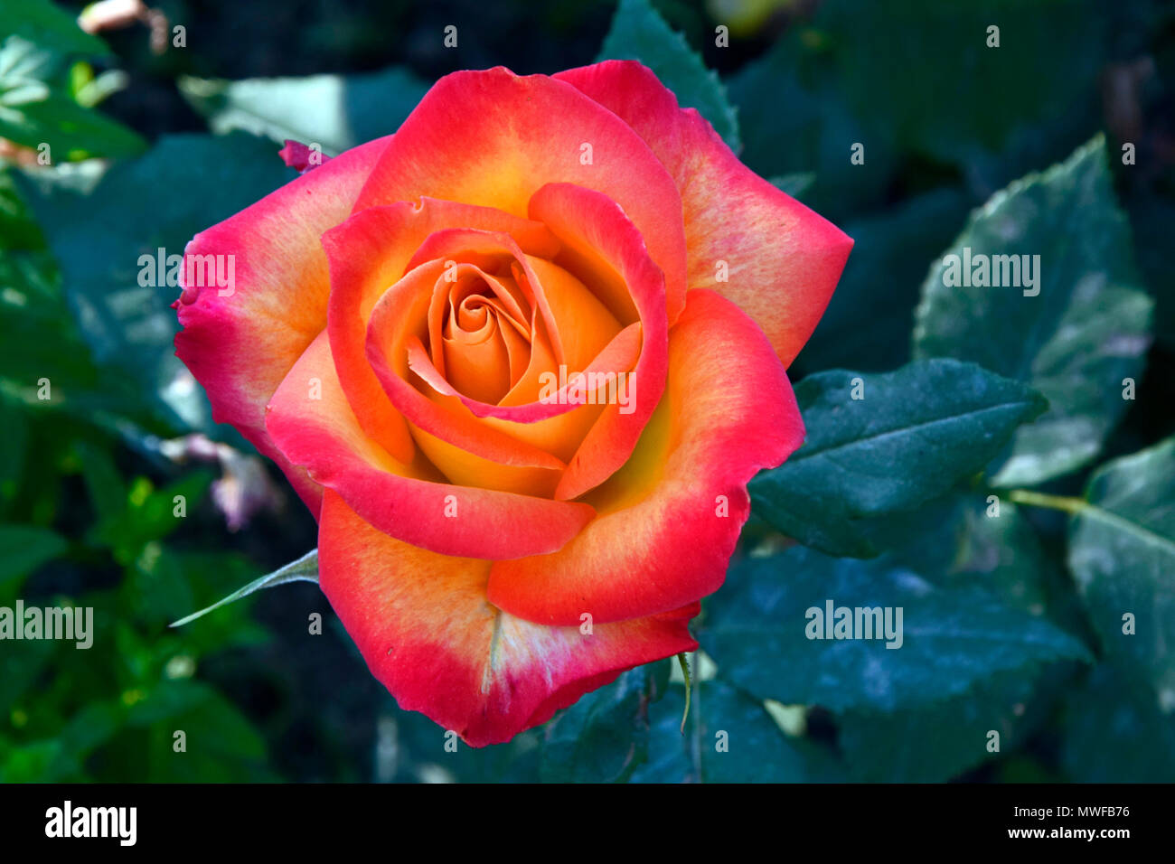 Rot-gelbe Rose, die voll erblüht Stockfoto