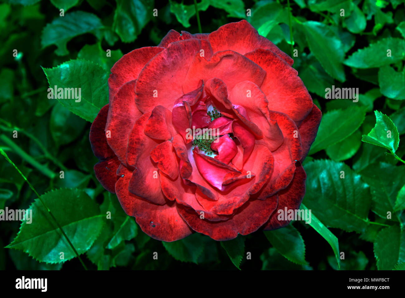 Gefleckte rote Rose, voll auf grünem Hintergrund blühte... Unvollkommenheit kann schön sein Stockfoto