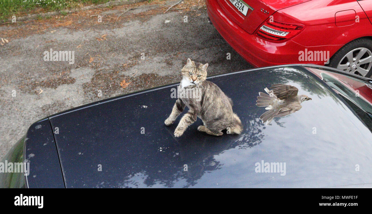 Ein Mistle thrush Geschwindigkeit hinter einer Katze, sitzend auf dem Dach  eines Autos ist Stockfotografie - Alamy
