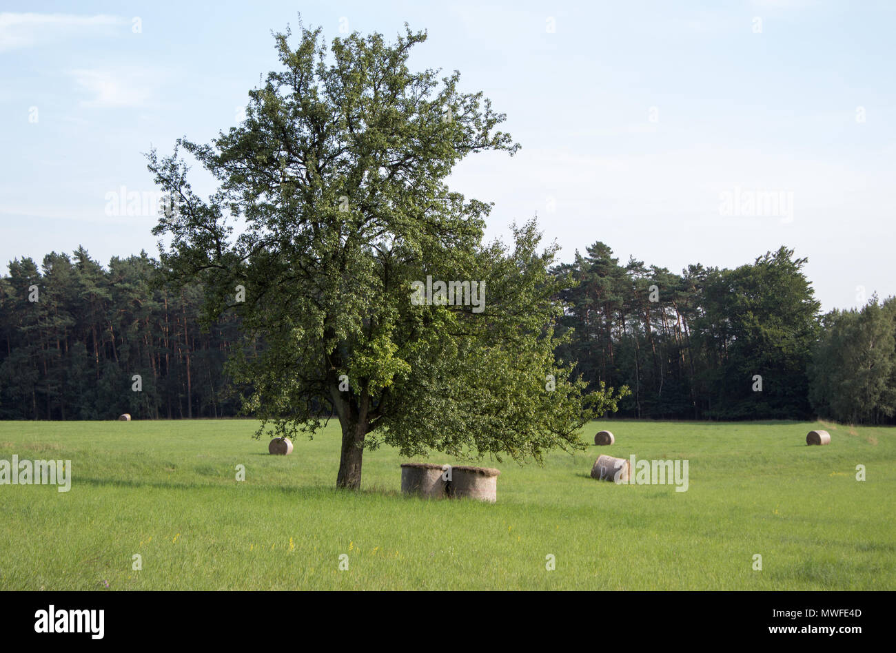 Ein einsamer Baum in der Mitte einer Wiese, und darunter sind Heuballen. Stockfoto