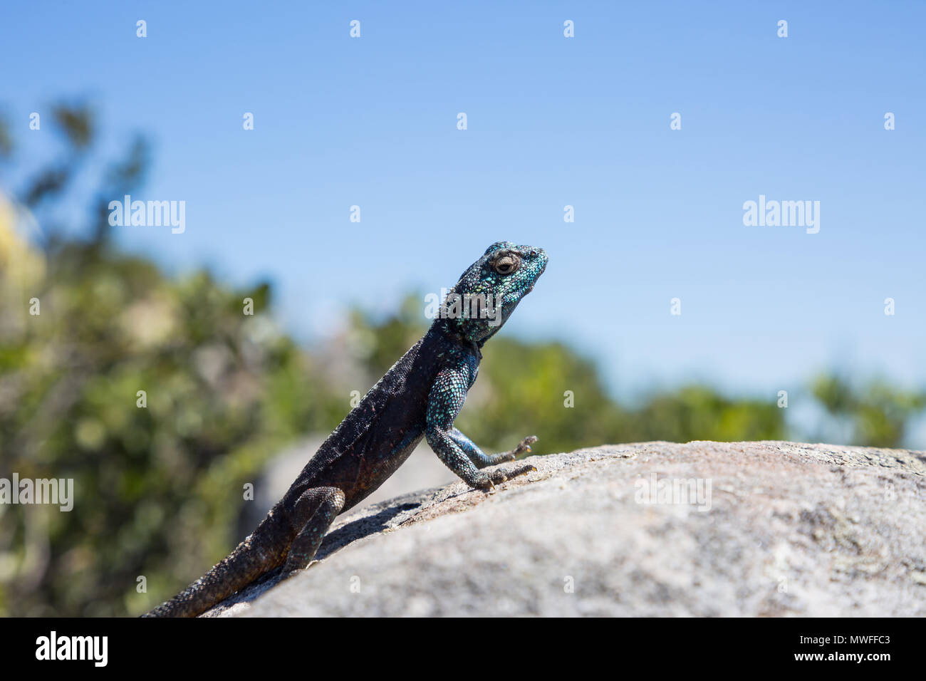 Southern Rock Agama Lizard auf einem Felsen mit blauem Himmel Hintergrund Stockfoto