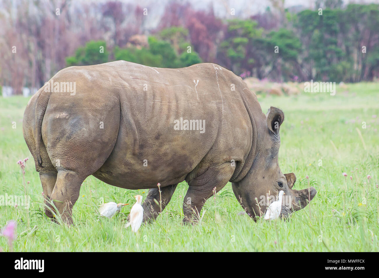 Rhino Beweidung mit Vögeln rund um Stockfoto