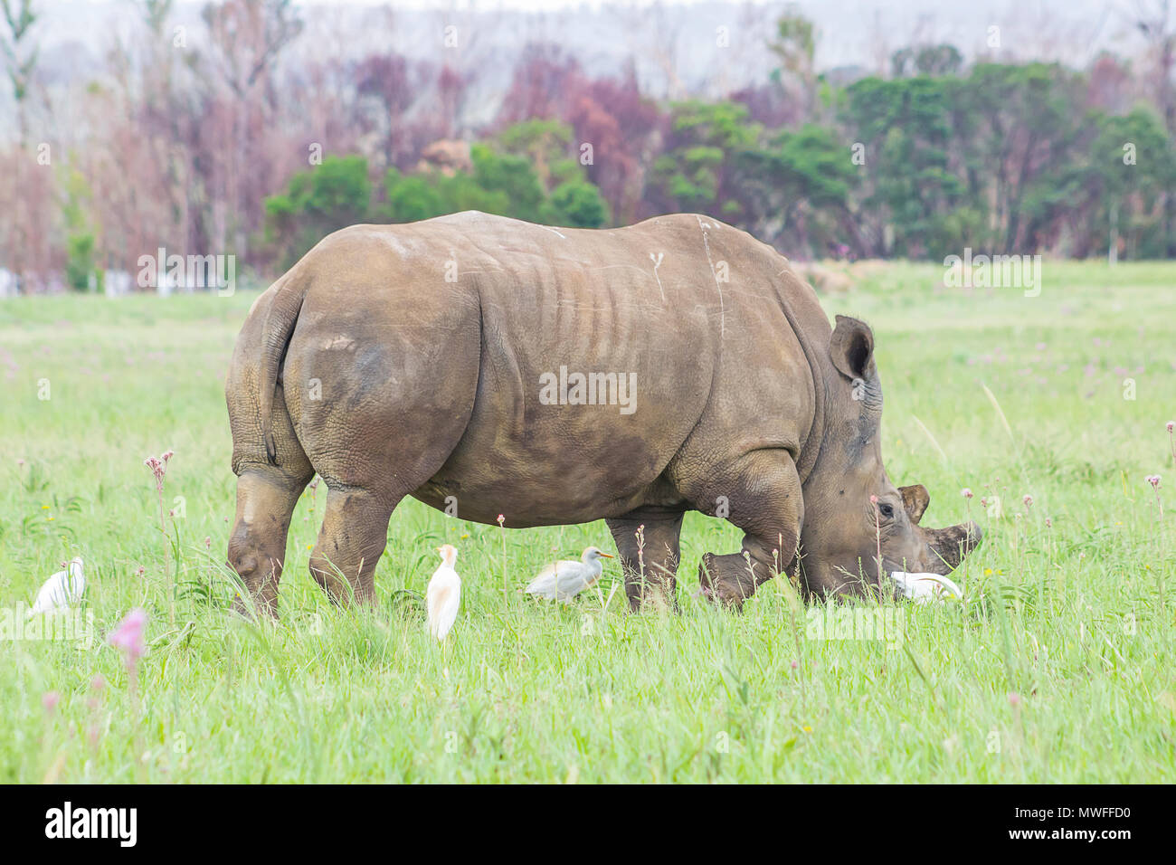 Rhino Beweidung mit Vögeln rund um Stockfoto