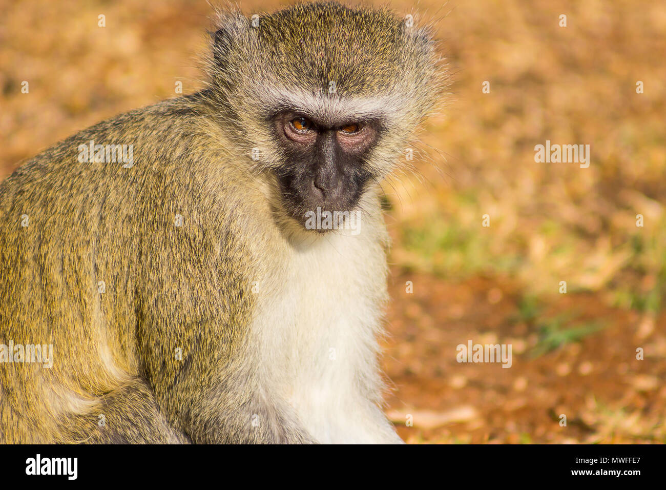 Meerkatze saß auf dem Boden Stockfoto