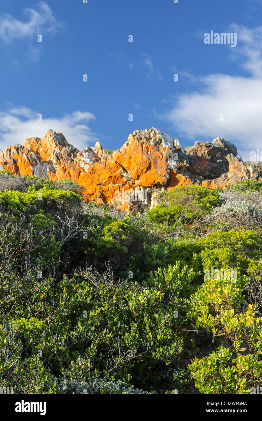 Felsformationen Landschaft auf der Hermanus an der Küste zu Fuß, hermabnus auf der Garden Route, Südafrika Stockfoto