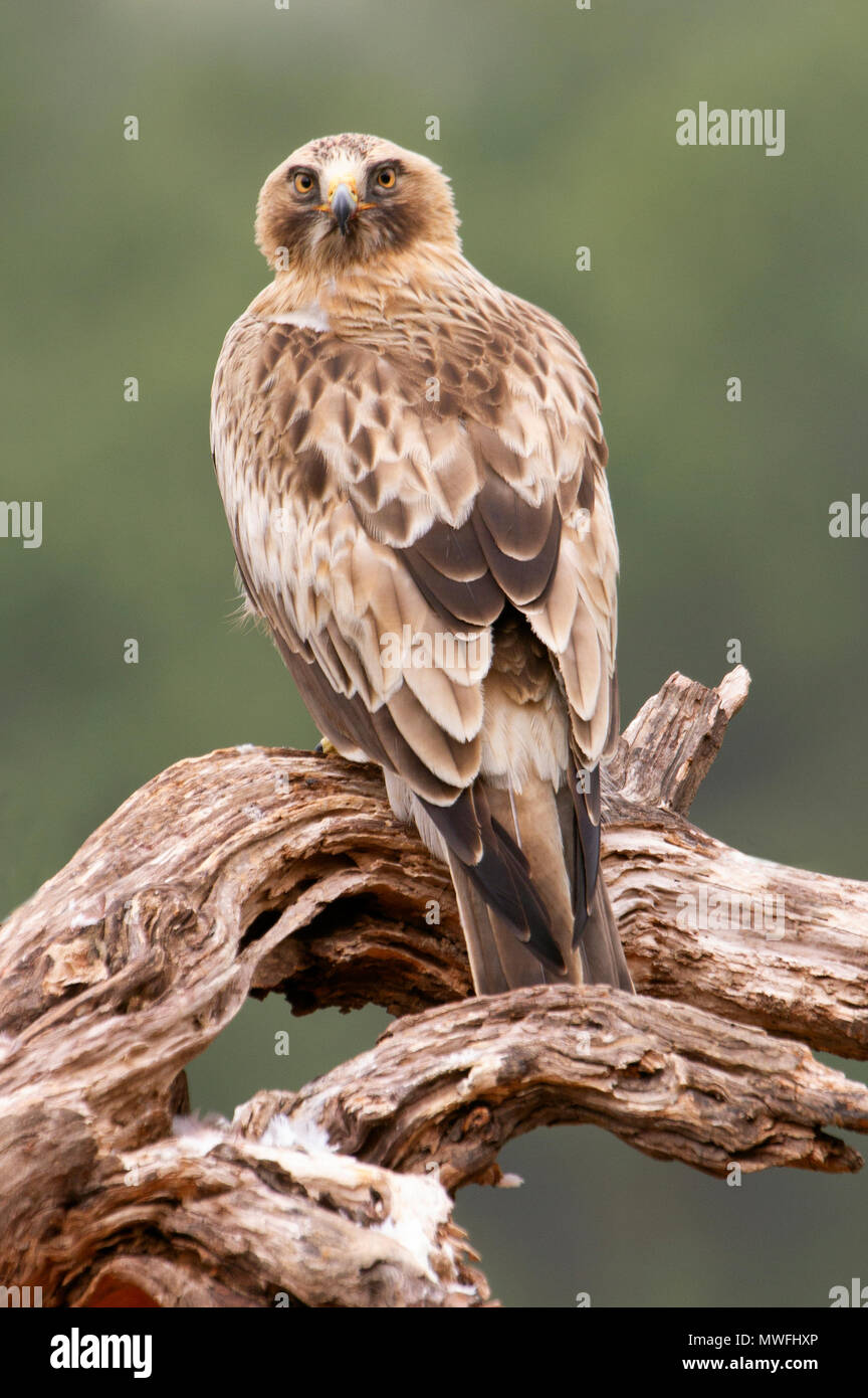 Aquila pennata Stockfoto