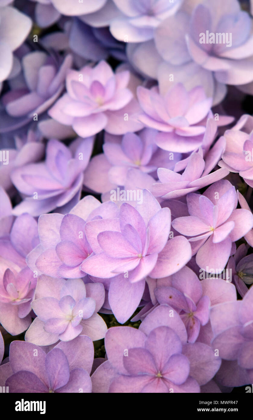 Hydrangea 'Romantik Blau' Stockfoto