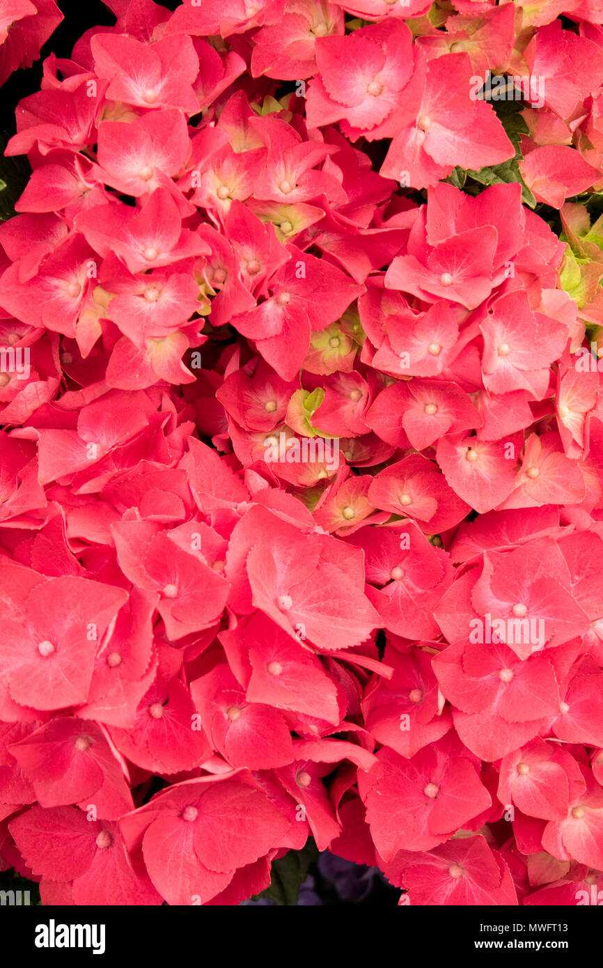 Hydrangea 'Hot red' Stockfoto