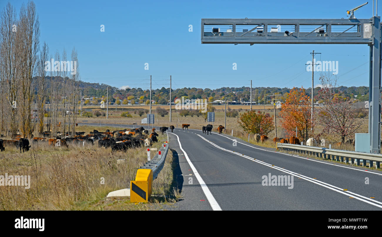 Rinder weiden an der Seite des Gwydir Highway nach Inverell in der Nähe von Byron Bay in New South Wales, Australien, wegen der Dürre dieses erzwingen Stockfoto