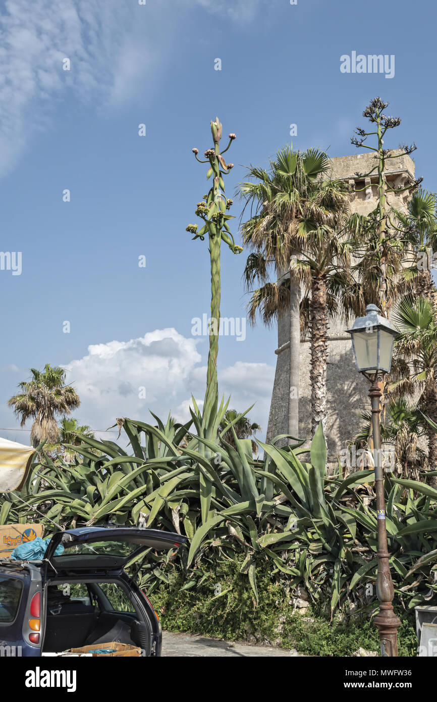 Italien Apulien Torre Del Galatena Fluss Agave in der Blte 2  Stockfotografie - Alamy