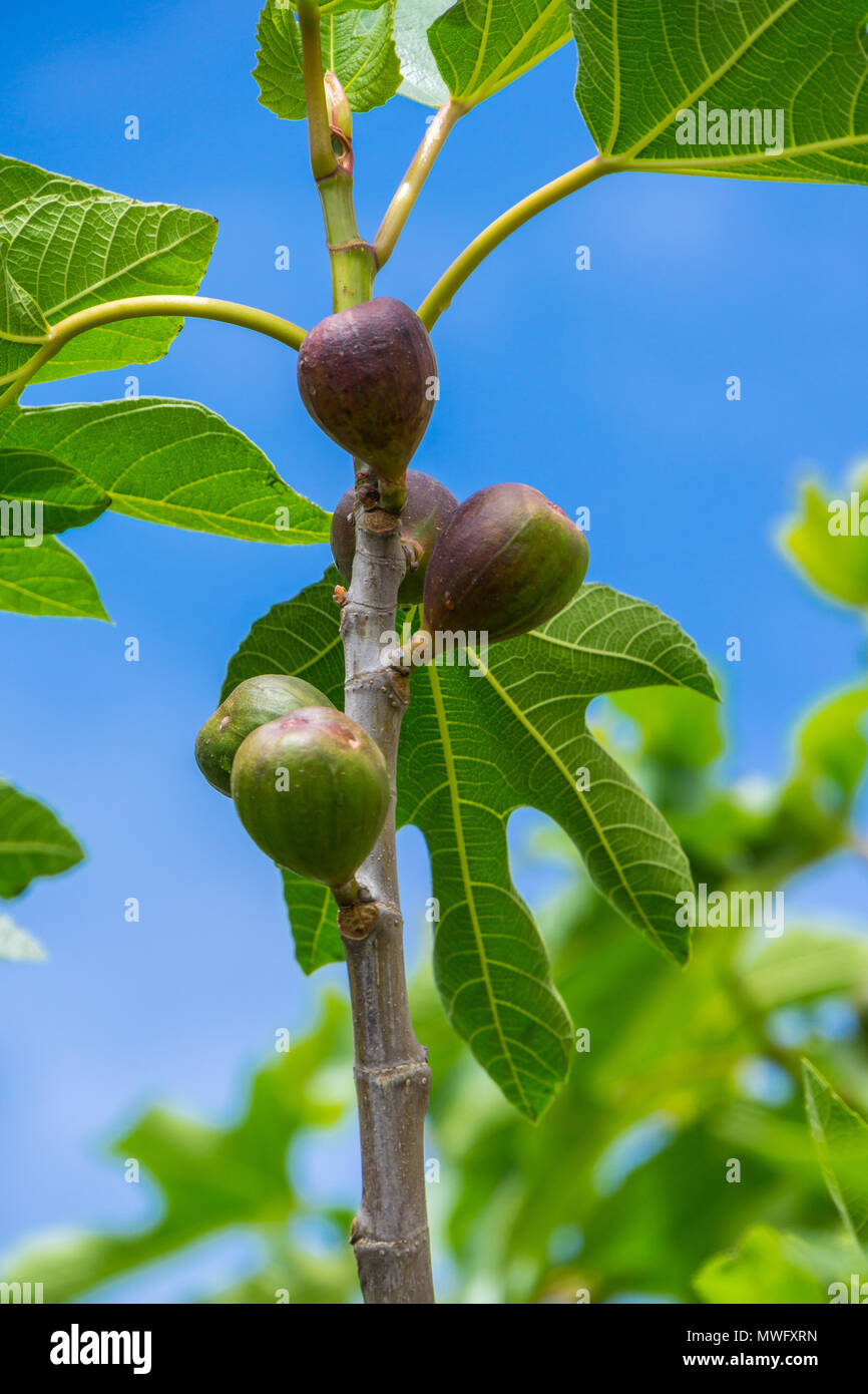 Mallorca, Viele reife Feigen Früchte zwischen grünen Blättern der fruchtbaren Feigenbaum Stockfoto