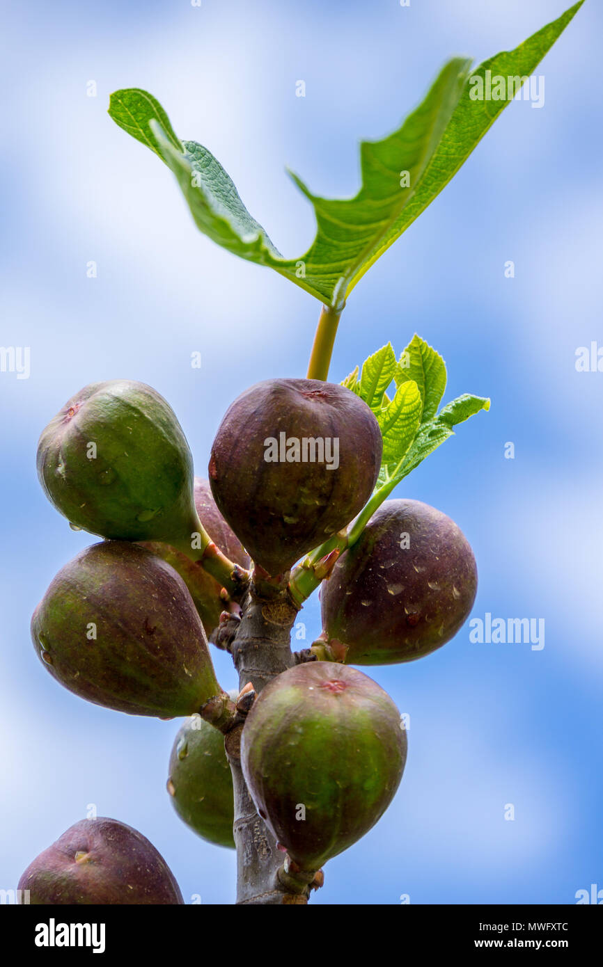 Mallorca, in der Nähe der Niederlassung der reife Feigen Früchte und Blätter auf grün Feigenbaum Stockfoto