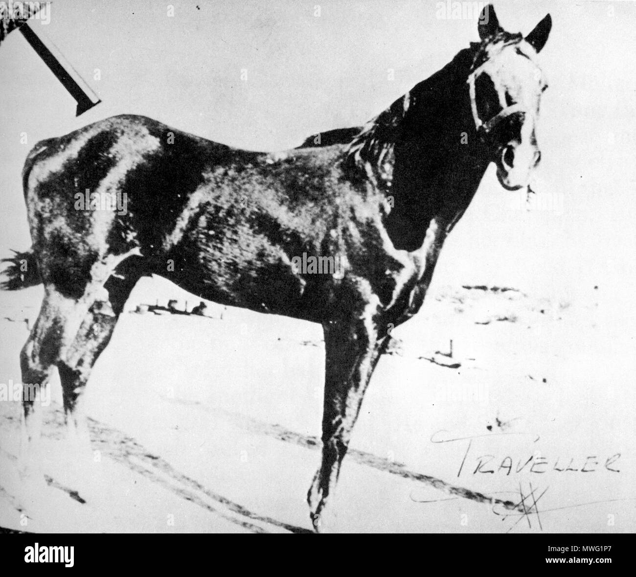 . Reisende, einer Stiftung, Vater des Quarter Horse. Vor 1911. unbekannt, aber public domain 613 Travelerquarterhorse Stockfoto