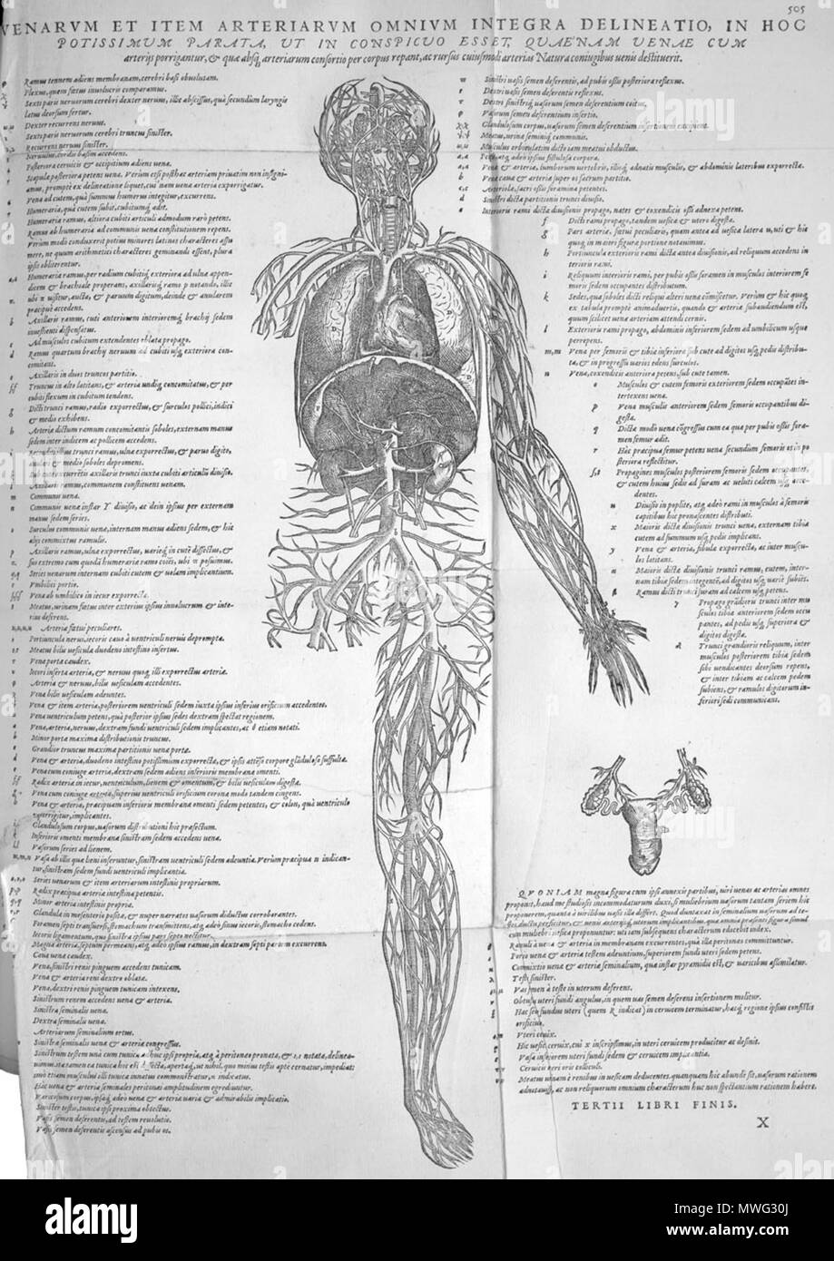 . Andreas Vesalius (1514-1564): Andreae Vesalii Bruxellensis, invictissimi Caroli V. Imperatoris Medici, De Humani Corporis Fabrica libri septem, 1555. Januar 2008. McLeod 629 Vesalius Blutgefäße Stockfoto