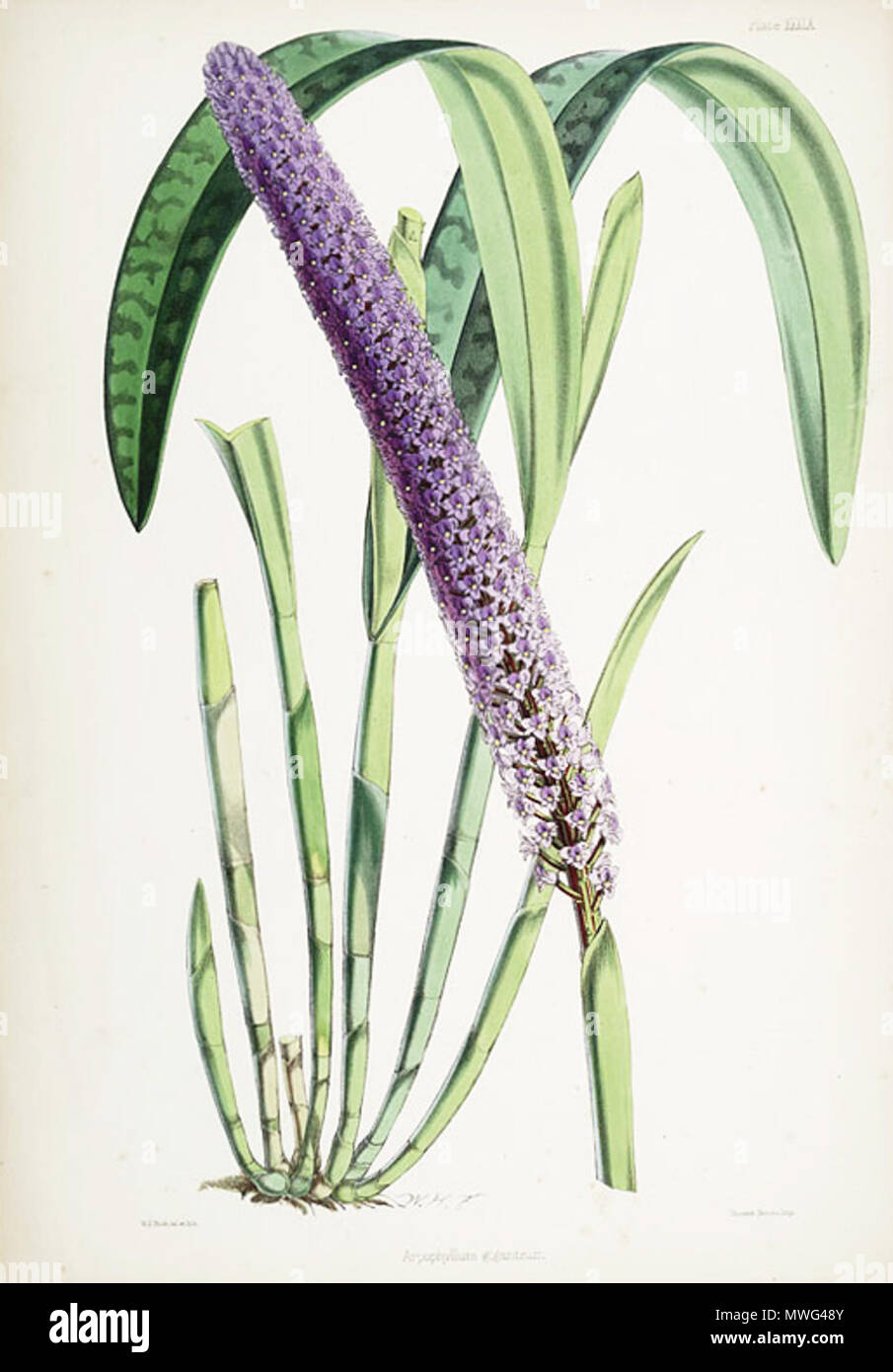 . Abbildung: Arpophyllum giganteum. zwischen 1862 und 1865. Walter Hood Fitch (1817-1892), Illustrator, Robert Warner (1814-1896) und Benjamin Samuel Williams (1822-1890) Editoren 57 Arpophyllum giganteum sop Stockfoto