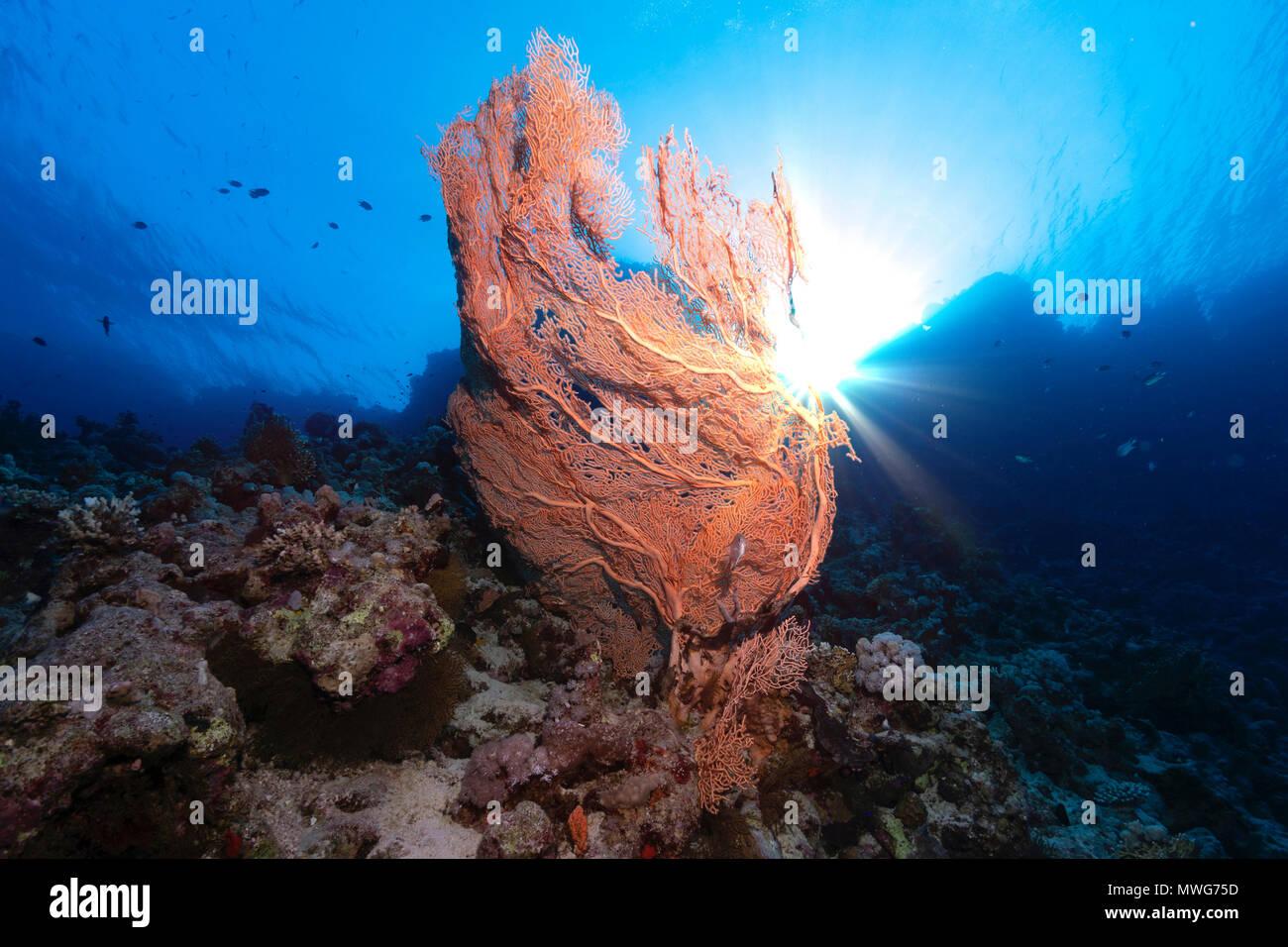 Gorgonia schimmert rot im tiefen blauen Wasser Stockfoto