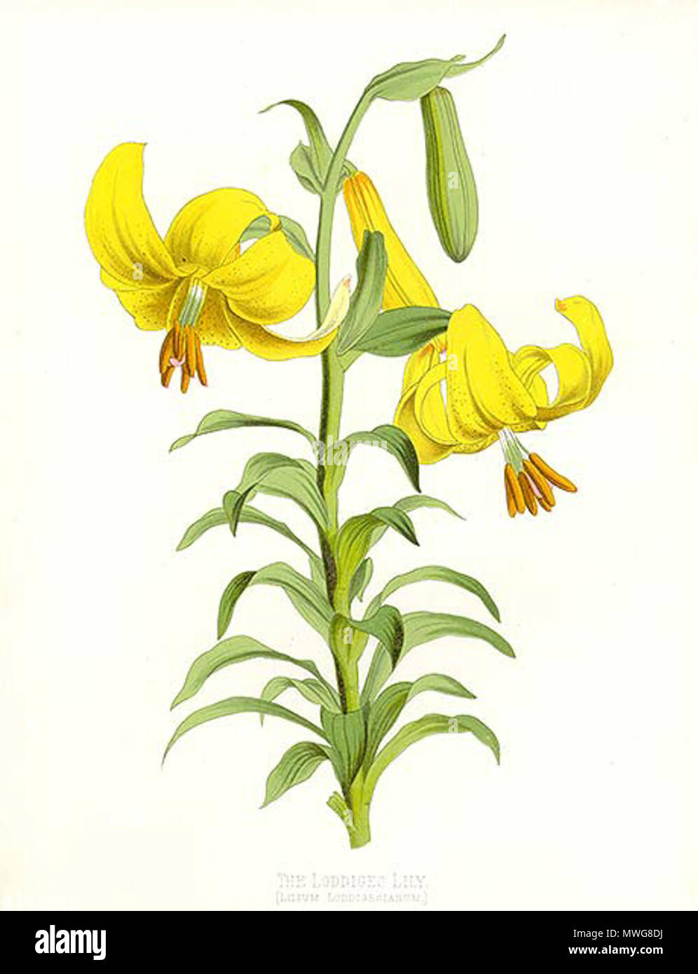 . Lilium monadelphum Chromolitographie von Sir Joseph Paxton aus dem Jahre 1880. 1880. Sir Joseph Paxton 371 Lilium monadelphum (Litho) Stockfoto