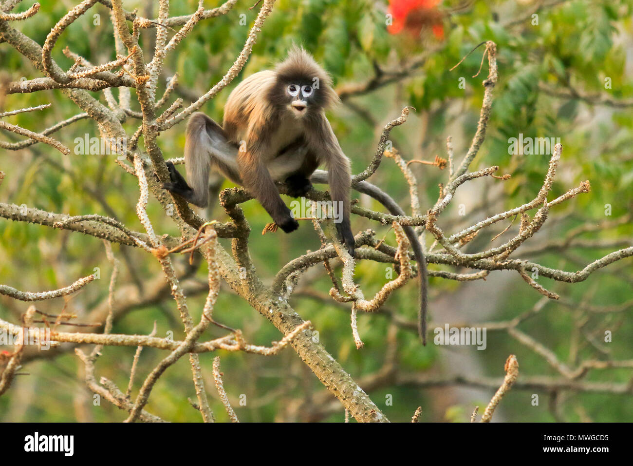 Phayre Blatt's Monkey (Trachypithecus Satchari phayrei), Nationalpark, Habiganj, Bangladesch Stockfoto