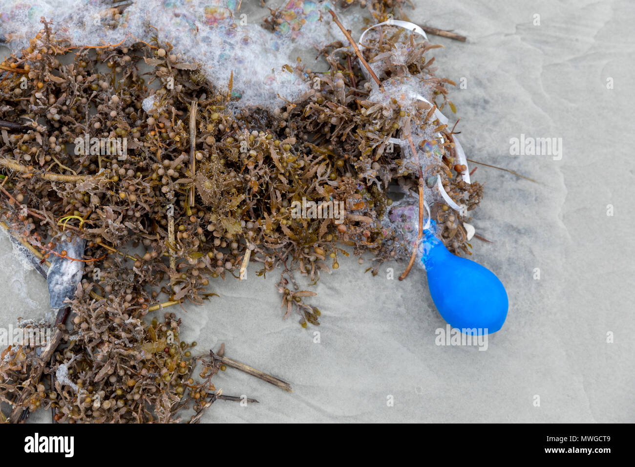 Eine blaue Ballon in Seetang verheddert gewaschen am Strand Stockfoto