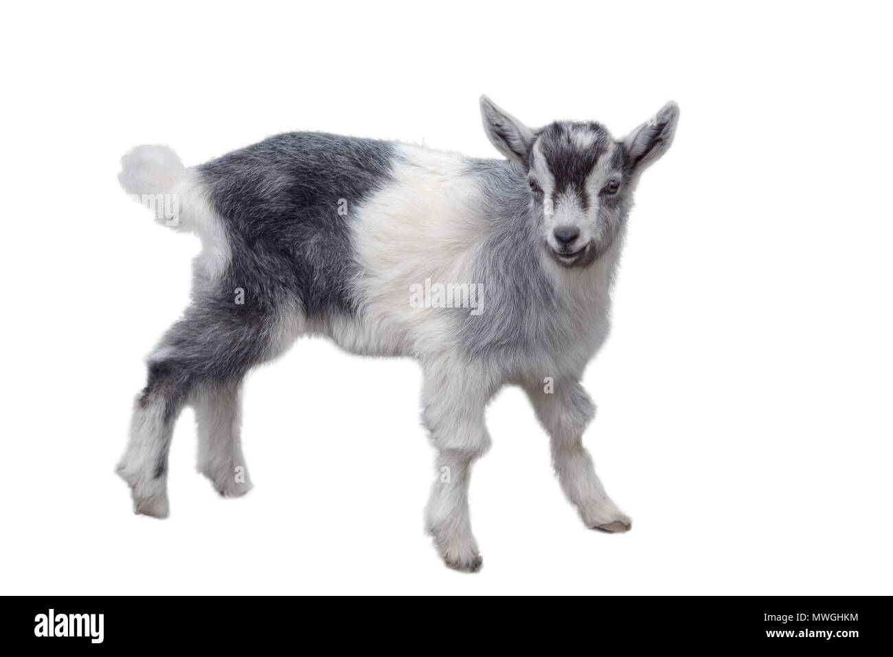 Kleine niedliche Lamm auf weißem Hintergrund Stockfoto