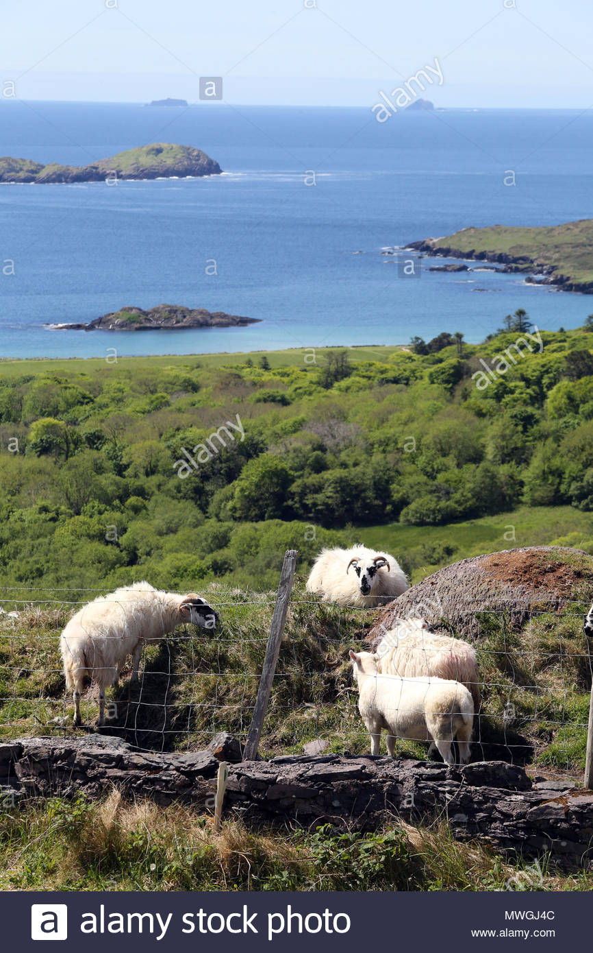 Die Schafe auf dem Hügel in der Nähe von derrynane am Ring of Kerry in Irland Stockfoto