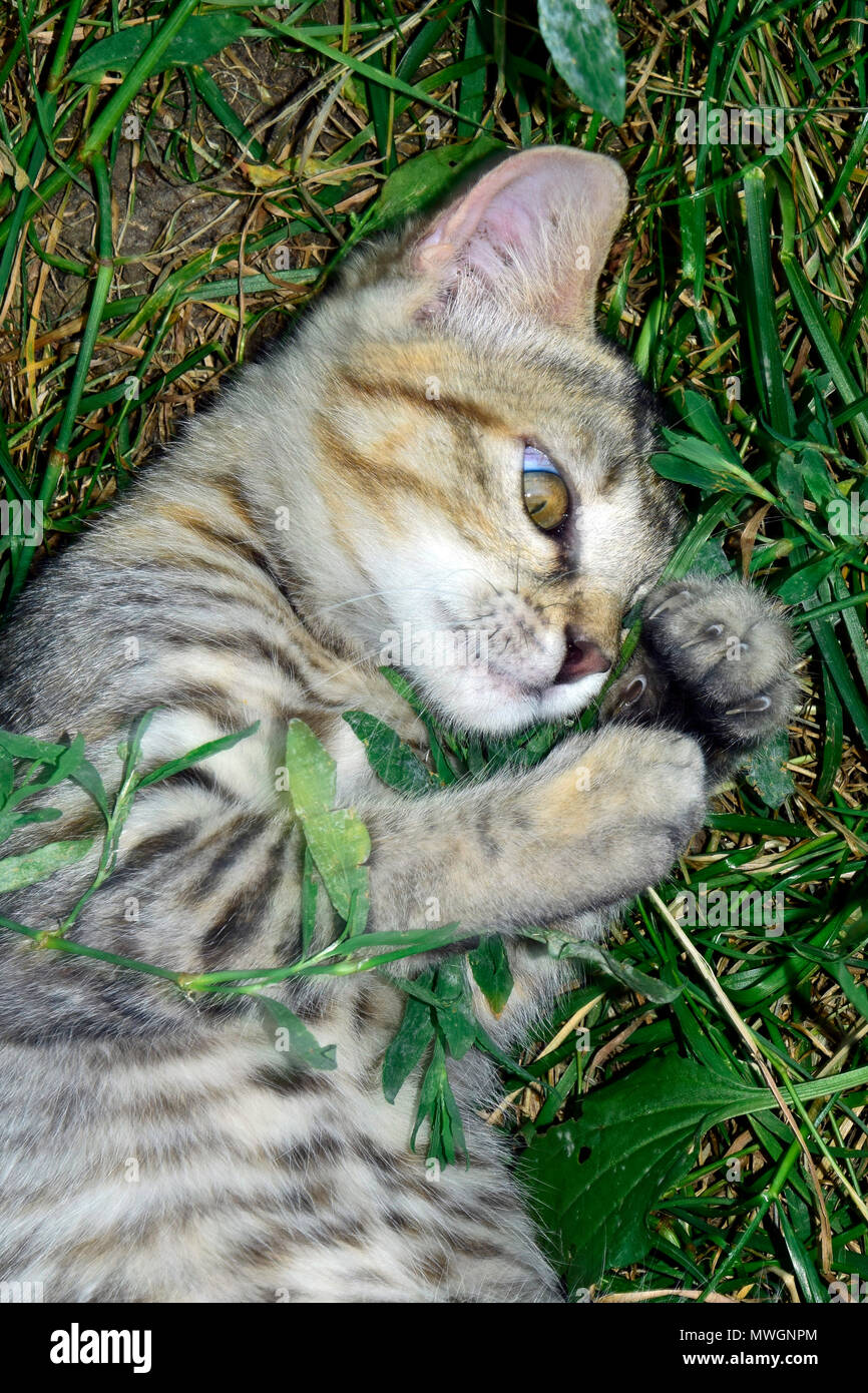 Grau tabby Kitten eingehender Prüfung der Unkräuter Stockfoto