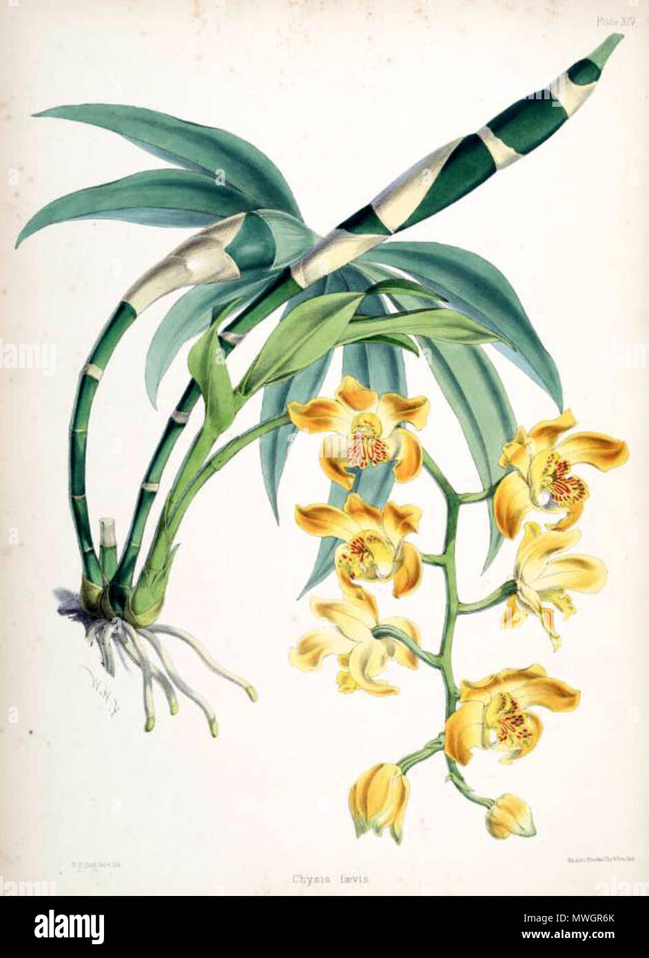 . Abbildung: Saxifraga laevis. zwischen 1865 und 1875. Walter Hood Fitch (1817-1892), Illustrator, Robert Warner (1814-1896) und Benjamin Samuel Williams (1822-1890) Editoren 130 Saxifraga laevis Stockfoto