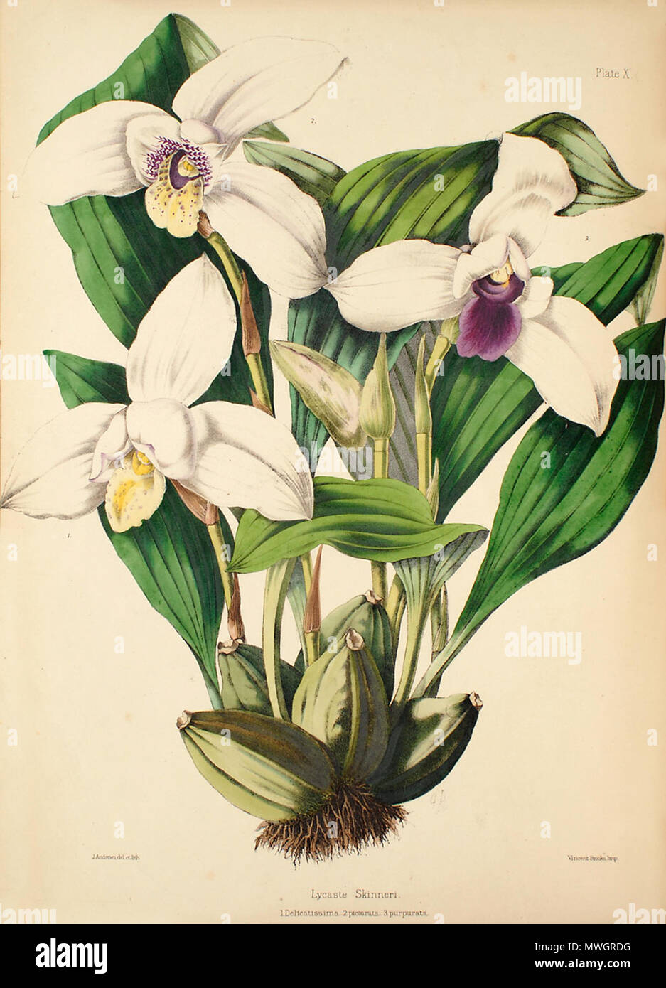 . Abbildung: Lycaste skinneri. zwischen 1862 und 1865. Walter Hood Fitch (1817-1892), Illustrator, Robert Warner (1814-1896) und Benjamin Samuel Williams (1822-1890) Editoren 383 Lycaste skinneri-Warner, Williams - Wählen Sie Orch. Anlagen 1, PL. 10 (1862-1865) Stockfoto