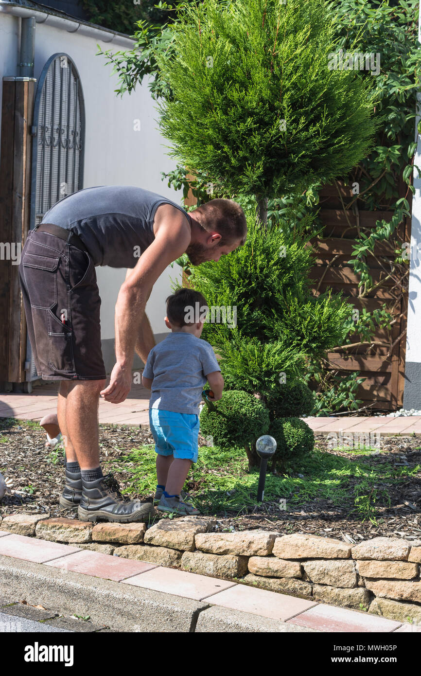 Thuja oder Buchsbaum mit einer Heckenschere in Form schneiden  Stockfotografie - Alamy