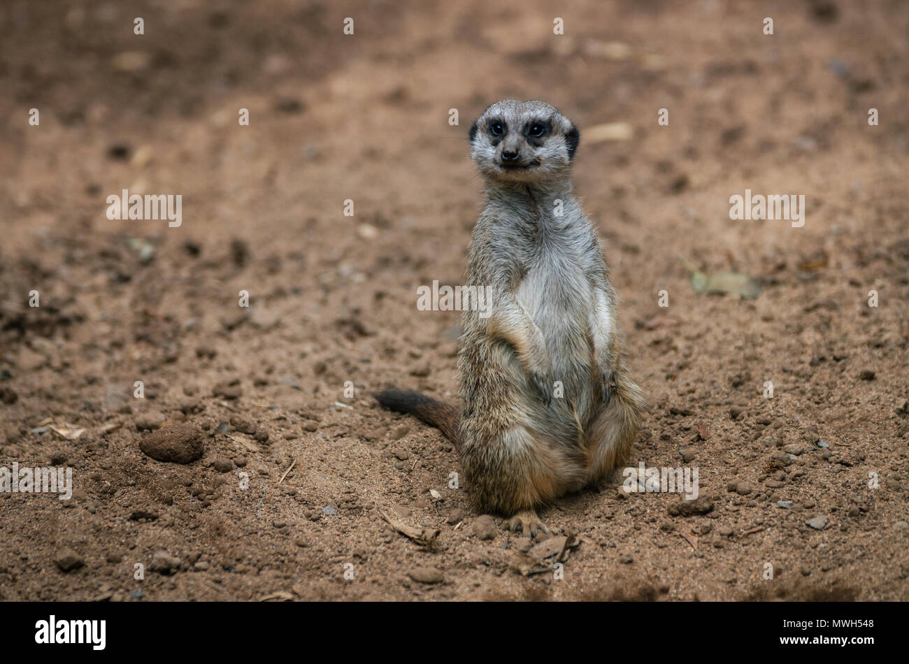 Lustige Erdmännchen sitzt auf Sand Boden für die Bewachung und Sicherheit und sieht sich um Stockfoto