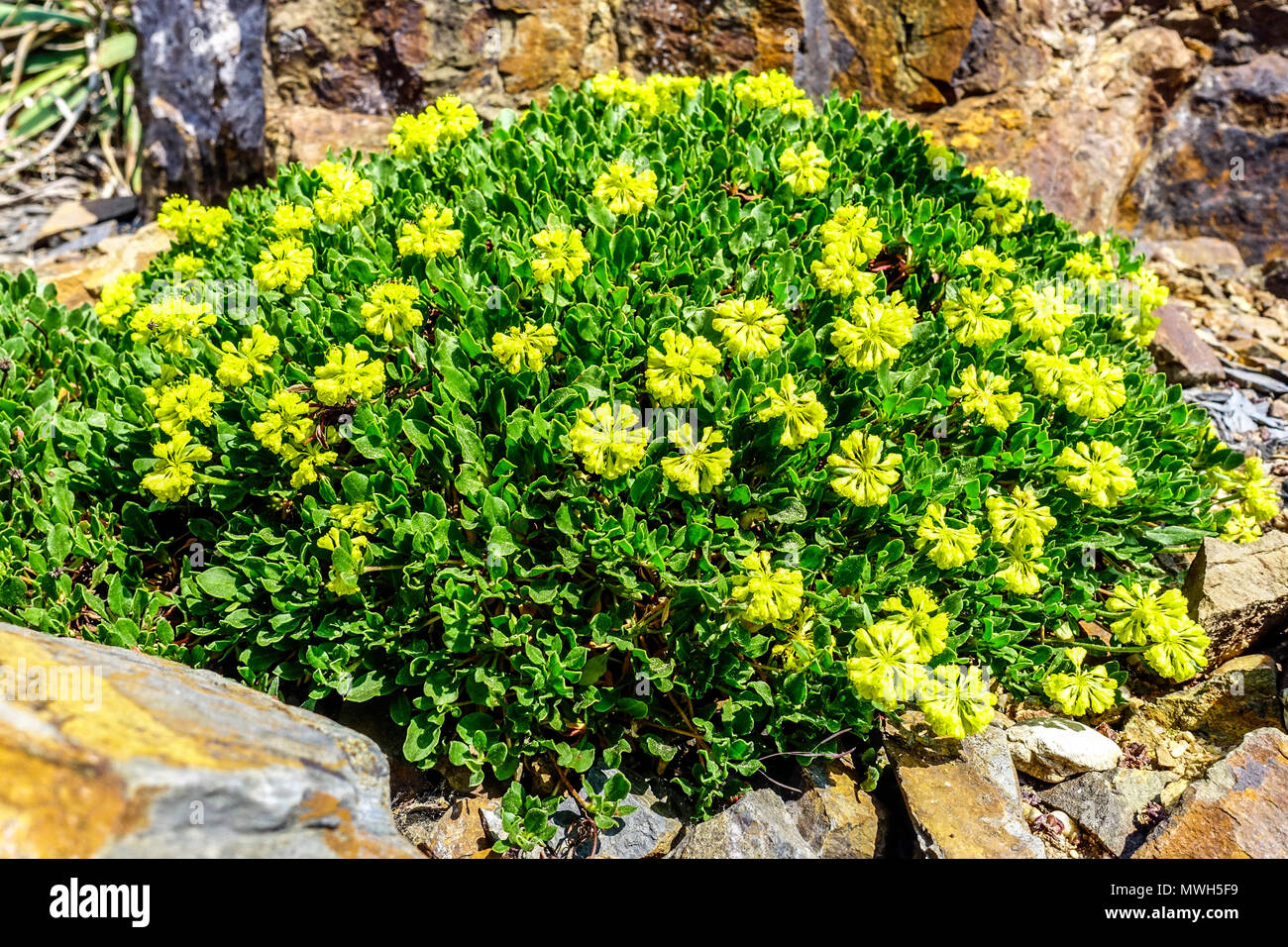 Eriogonum umbellatum' Porteri' Steingarten Alpenpflanzen Felsgestein Stockfoto