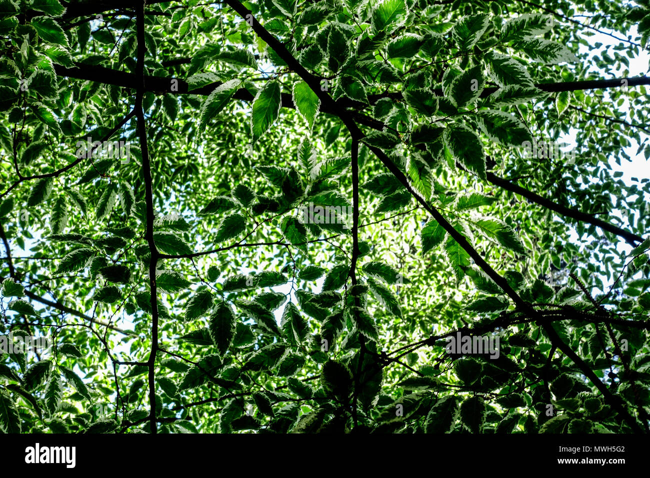 Zelkova serrata ' variegata ', Japanische Graurinde Ulme Zelkova serrata Blätter Baumkrone, eine Krone des Baumes Zelkova, Baum Stockfoto