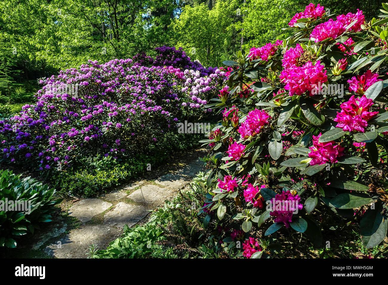 Rhododendren Garten Pfad in Dendrologische lila Garten in Prag in der Tschechischen Republik Stockfoto