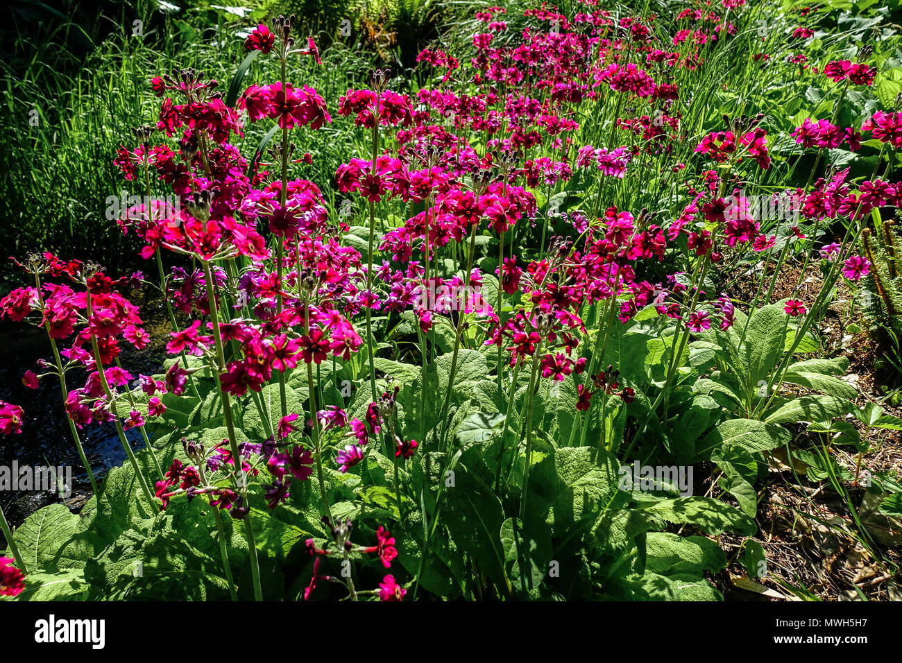 Primula japonica ' Miller's Crimson ' rote Blumen Frühlingsgarten Stockfoto