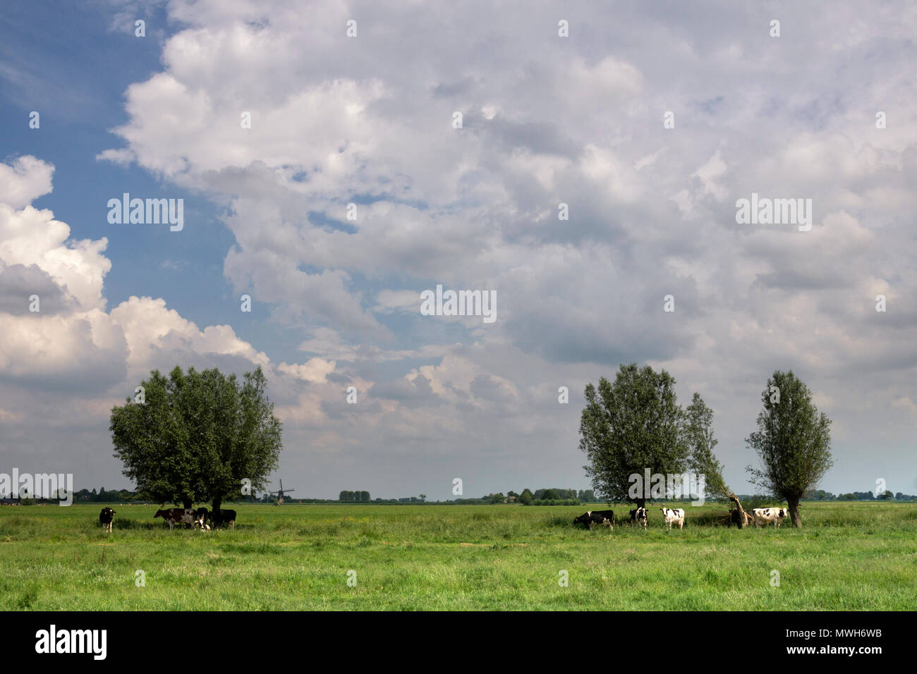 Kühe Unterschlupf unter einem Baum für ein herannahendes Gewitter an Giessen-Oudekerk im zuidhollandse Alblasserwaard Stockfoto