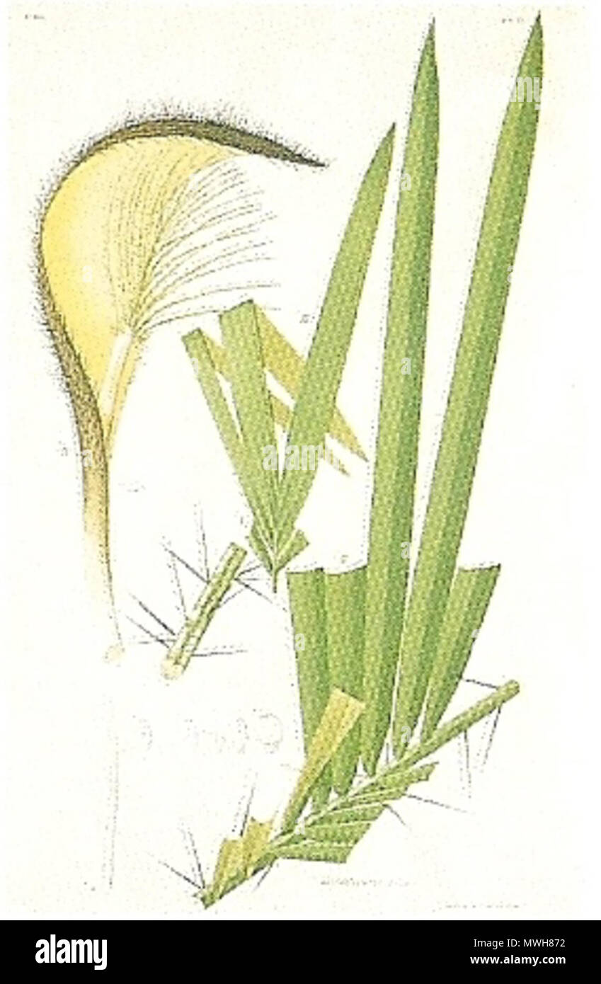 327 João Barbosa Rodrigues - Bactris anisitsii Stockfoto