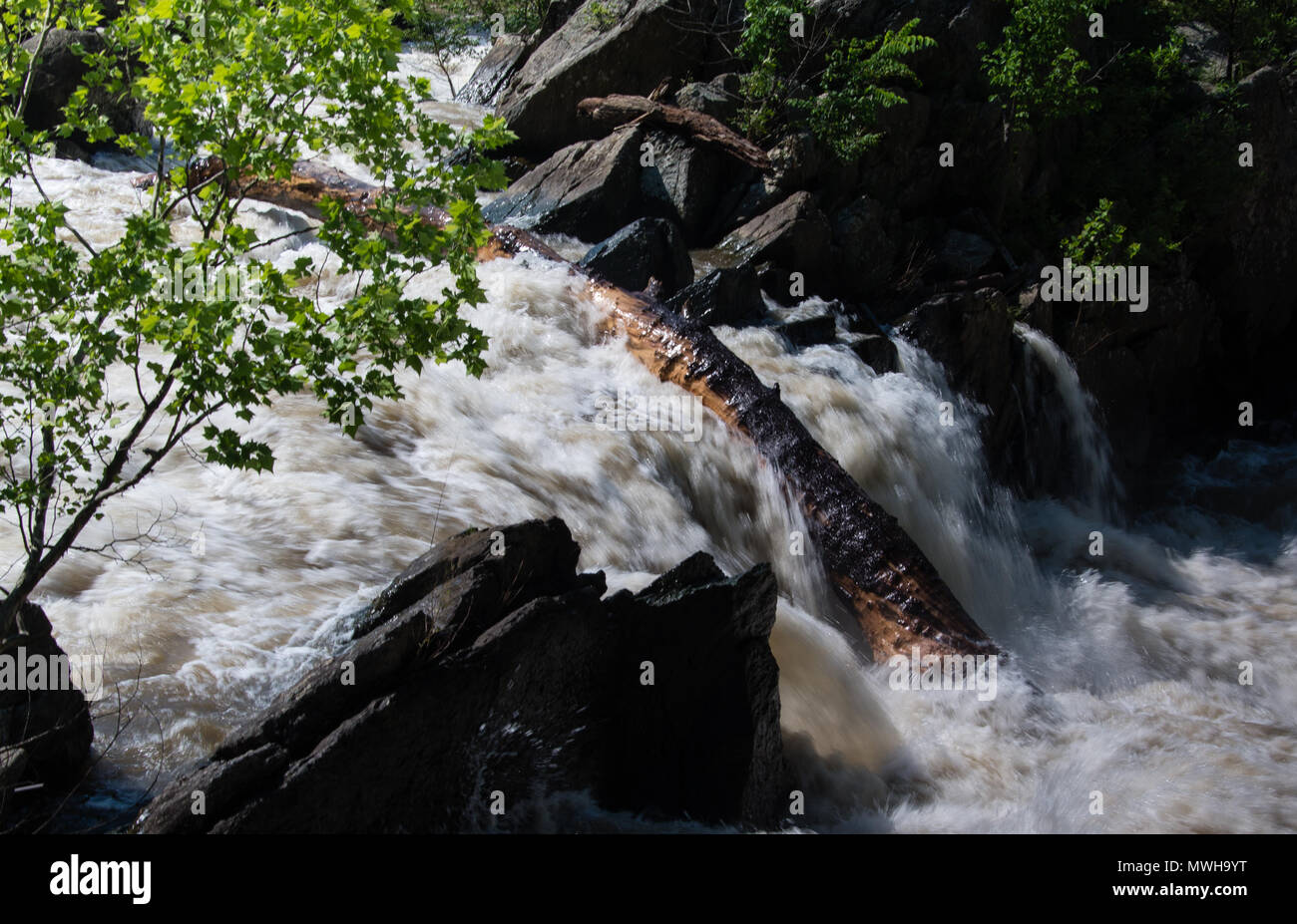 Massiver Baumstamm auf Rock in Great Falls, Maryland geschleudert, die durch die überschwemmung Potomac River, Washington, DC Stockfoto