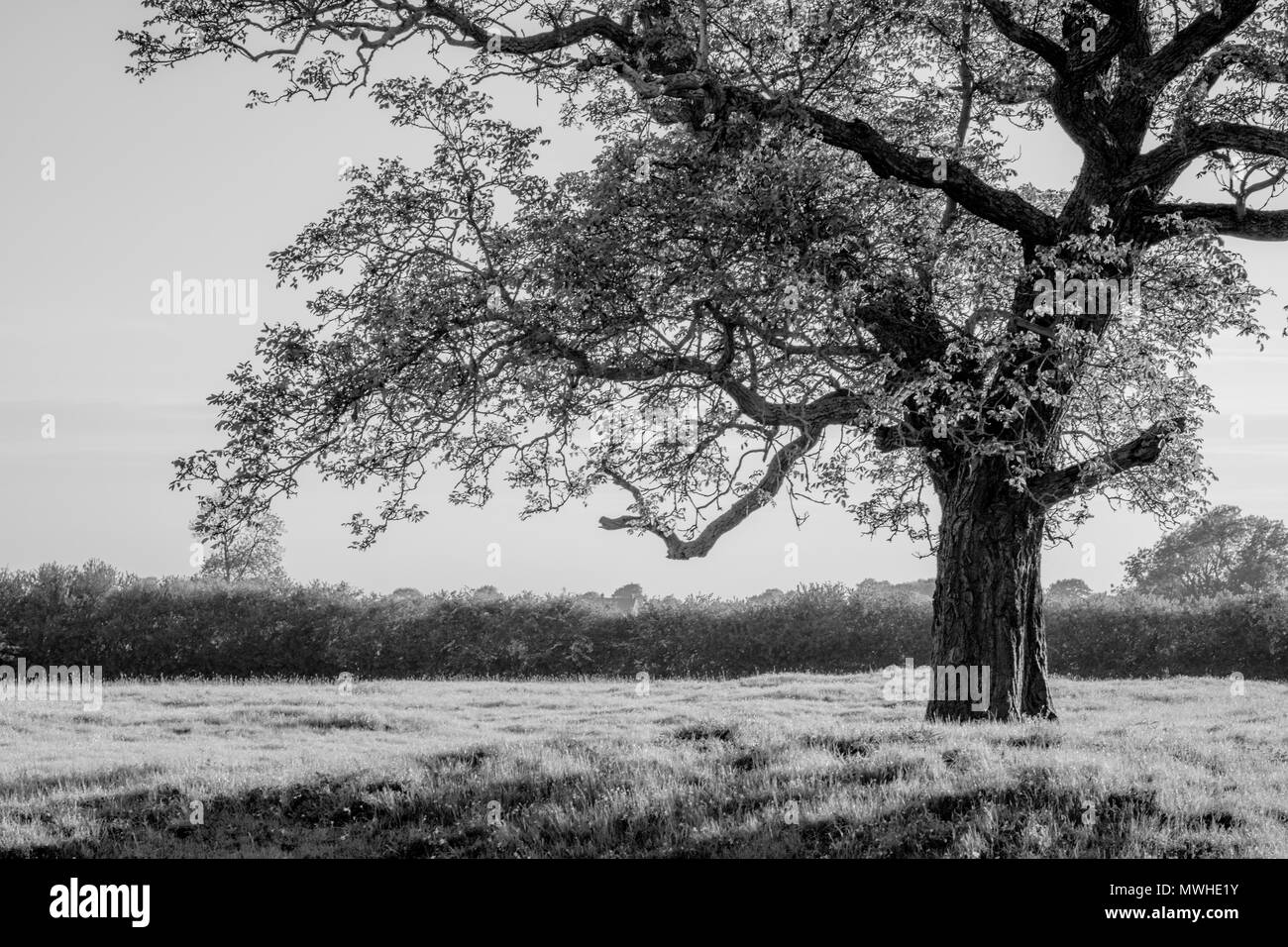Ein einsamer Baum in einem Feld in Schwarz und Weiß, mit Kopie Raum auf der linken Seite Stockfoto