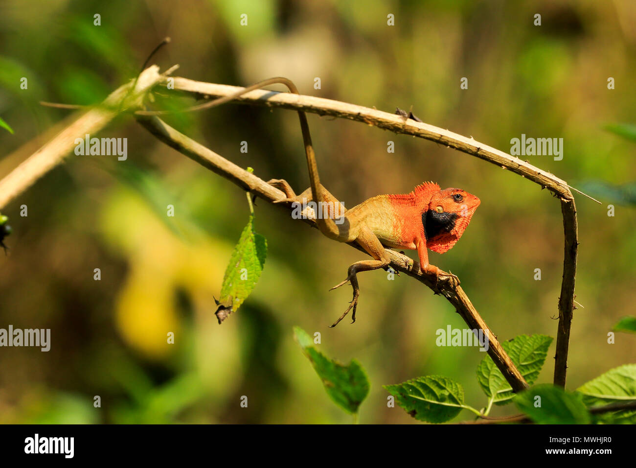 Gemeinsamen garten Echse, Eastern Garden Lizard oder veränderbaren Lizard (Calotes versicolor), Nationalpark, Satchari Habiganj, Bangladesch Stockfoto