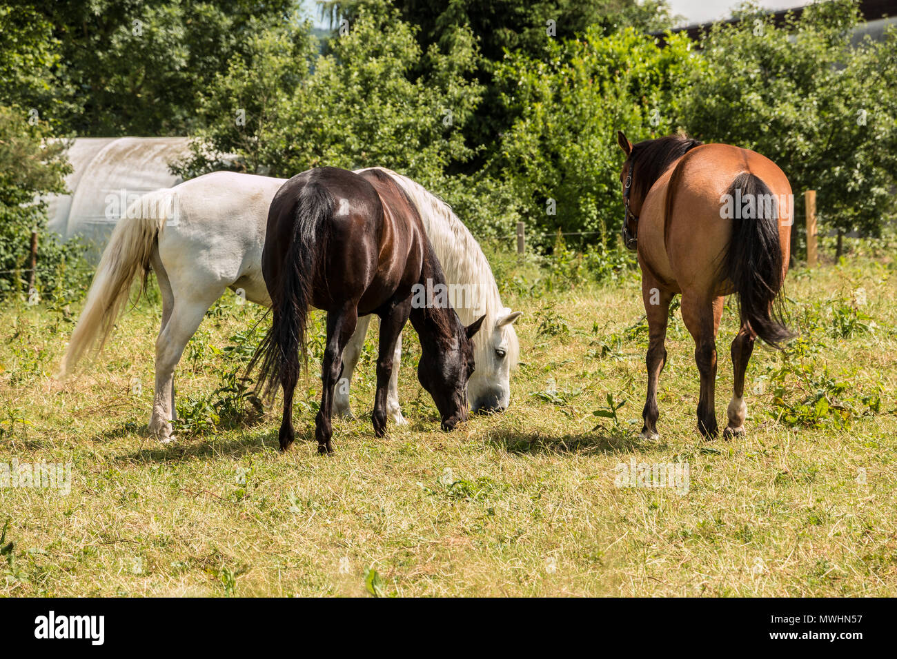 Pferde auf der grünen Wiese Stockfoto