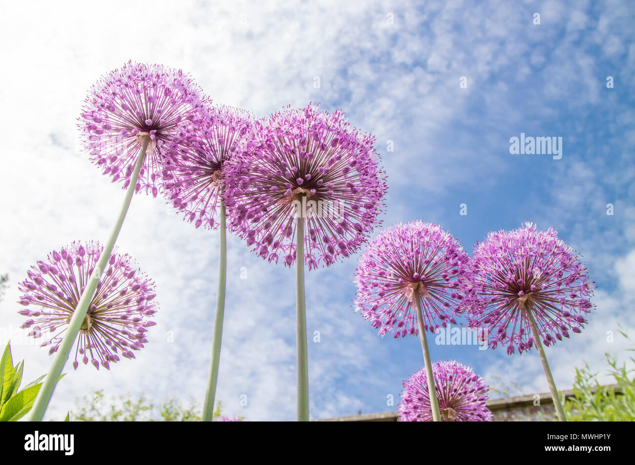 An einem Sommertag Alliums Stockfoto
